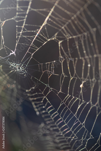 Fotografija Pattern of the thinnest circular web twisted by a spider for enticement of insects