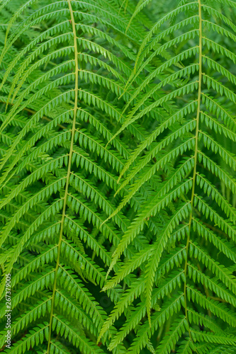 Mexican tree fern (Cibotium schiedei), close view, fern texture