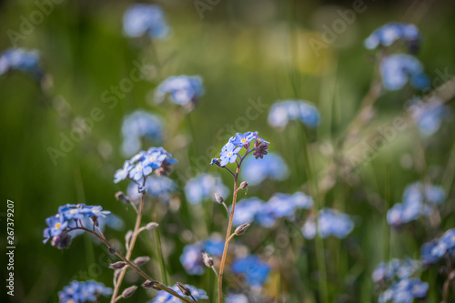 blue flowers on green backg...