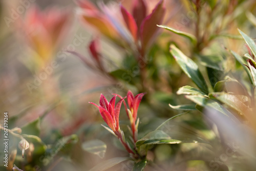 red flowers in the garden