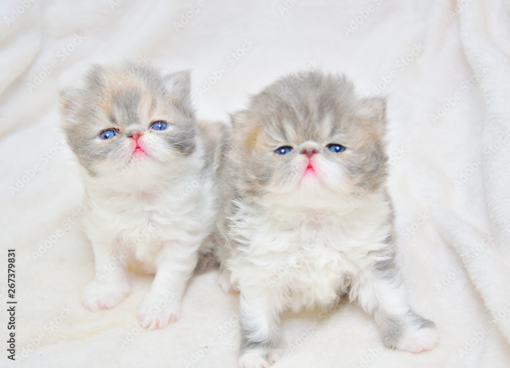 Fototapeta premium cute persian cat baby kitten