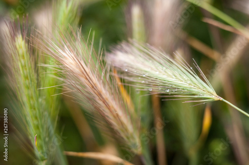 Barley grass or wall barley