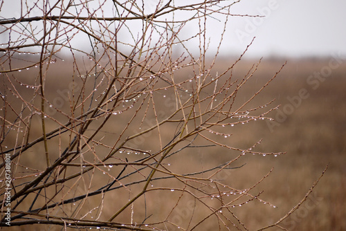 close up of raindrops on brown tree branches without leaves on blurred gray background