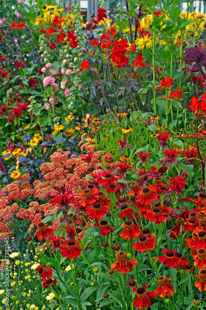 Colourful detail of a flower border with Heleniums and Achillea