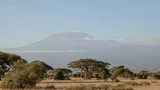 mt kilimanjaro with acacia trees at amboseli, kenya