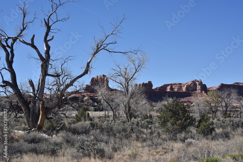 Canyonlands National Park  Utah. U.S.A. Beautiful valleys  red rock mountains  pinyon pine and juniper pine  canyons and geological oddities