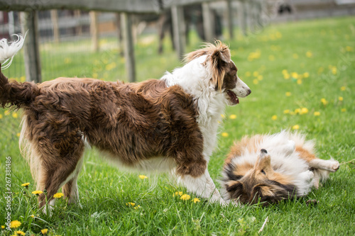Two beautiful collie dogs are played on green grass.