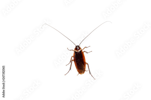 Cockroach on White Blackground. With clipping path.