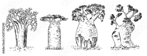 Different types of African baobab set