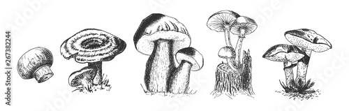 Set of edible wild forest mushrooms