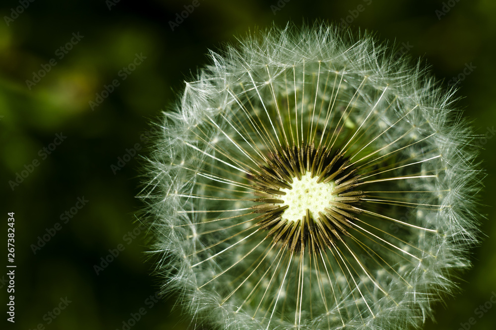 Fototapeta premium close up of dandelion