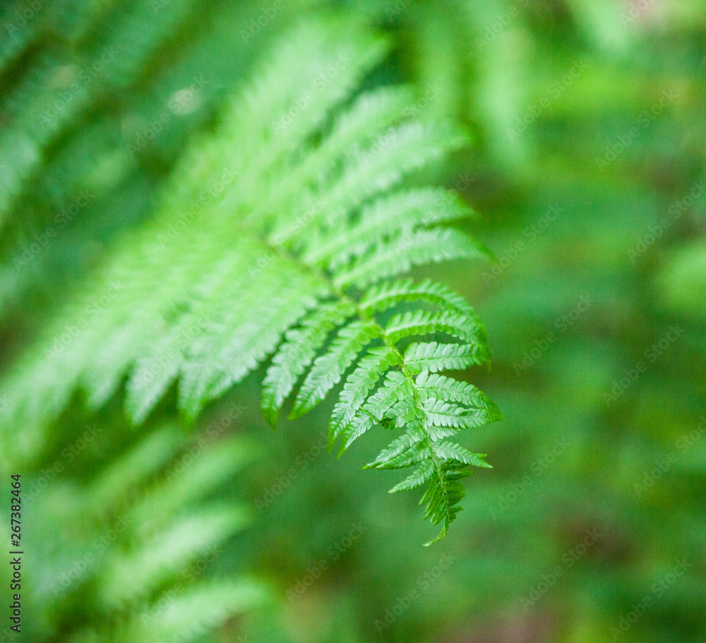 Green fern stems and leaves