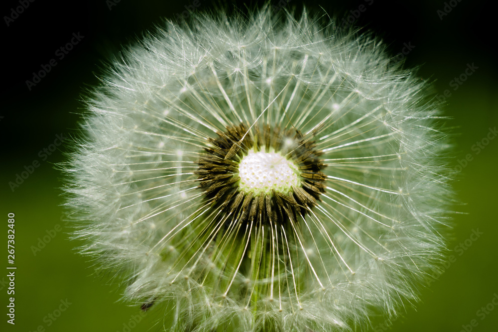Fototapeta premium dandelion isolated on white background