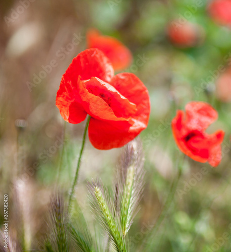 Red poppy flower in the field