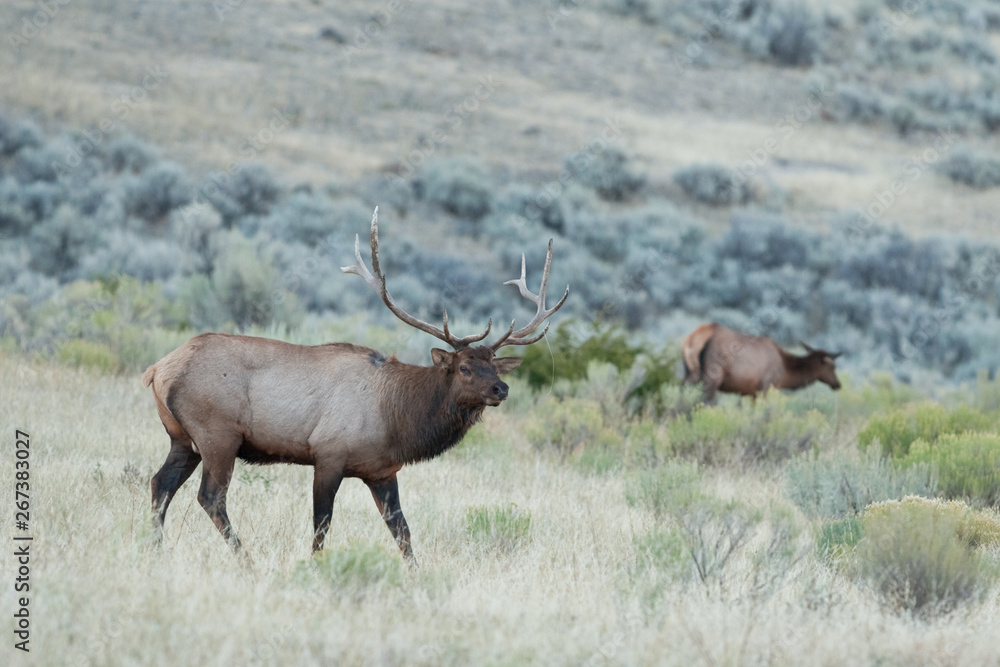 Fototapeta premium elk, wapiti, cervus canadensis, Yellowstone national park, deer