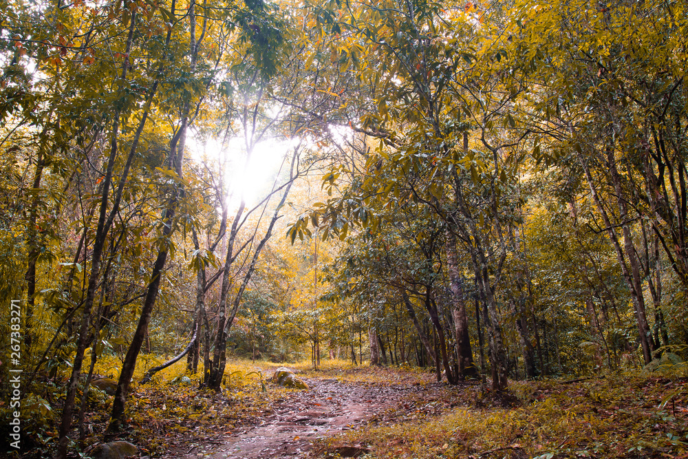 Landscape of autumn forest nature