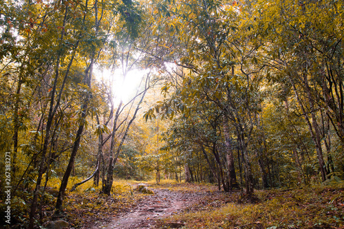 Landscape of autumn forest nature