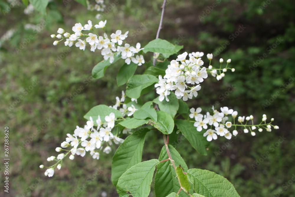 flowering tree branches in spring in the garden flowering tree branches in spring in the garden