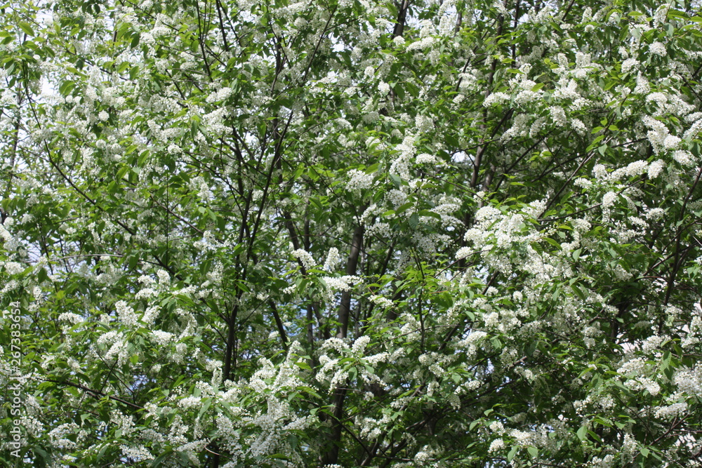 flowering tree branches in spring in the garden flowering tree branches in spring in the garden