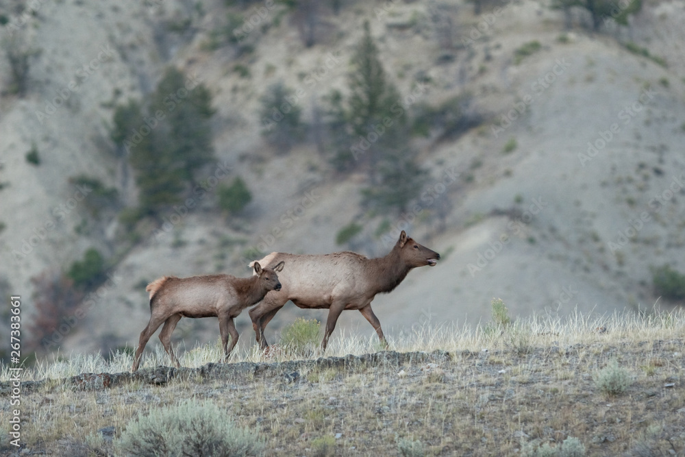 elk, wapiti, cervus canadensis, Yellowstone national park, deer elk, wapiti, cervus canadensis, Yellowstone national park, deer