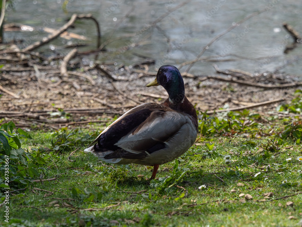 Fototapeta premium OLYMPUS DIGITAL CAMERA