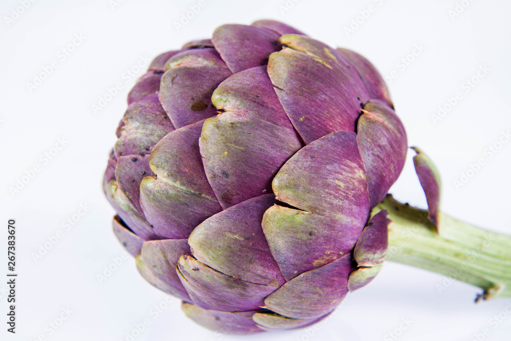 A single artichoke flower on a white background A single artichoke flower on a white background