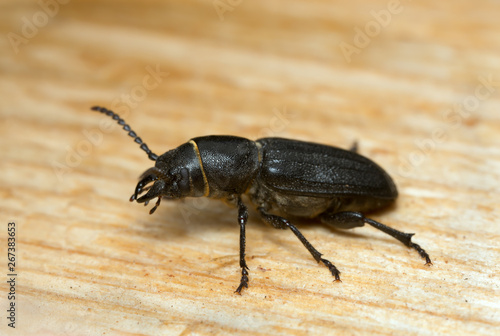 Macro photo of the longhorn beetle Spondylis buprestoides attracted to fresh wood