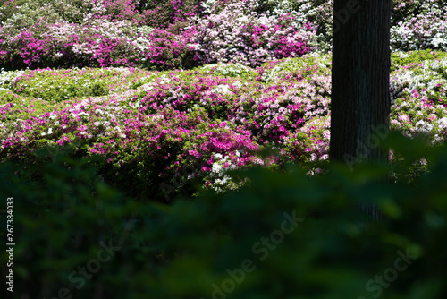 京都 三室戸寺