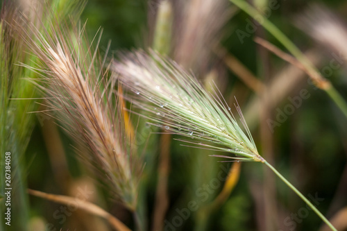 Barley grass or wall barley