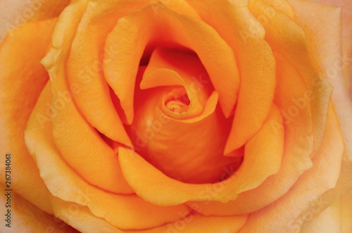 Orange roses with blurred pattern background