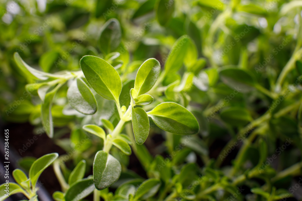 Fresh organic thyme growing in a pot on the windowsill. selective focus, closeup Fresh organic thyme growing in a pot on the windowsill. selective focus, closeup