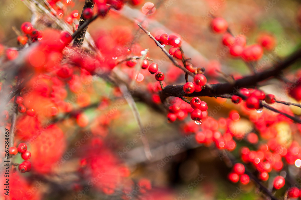 Red cotoneaster berries on the shrubs Red cotoneaster berries on the shrubs