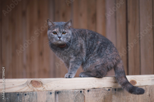 Grey Scottish cat in the village. Beautiful Scottish straight cat on a wooden Board.