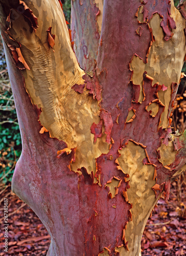 The peeling bark of the Stewarta Sinensis in a woodland garden photo