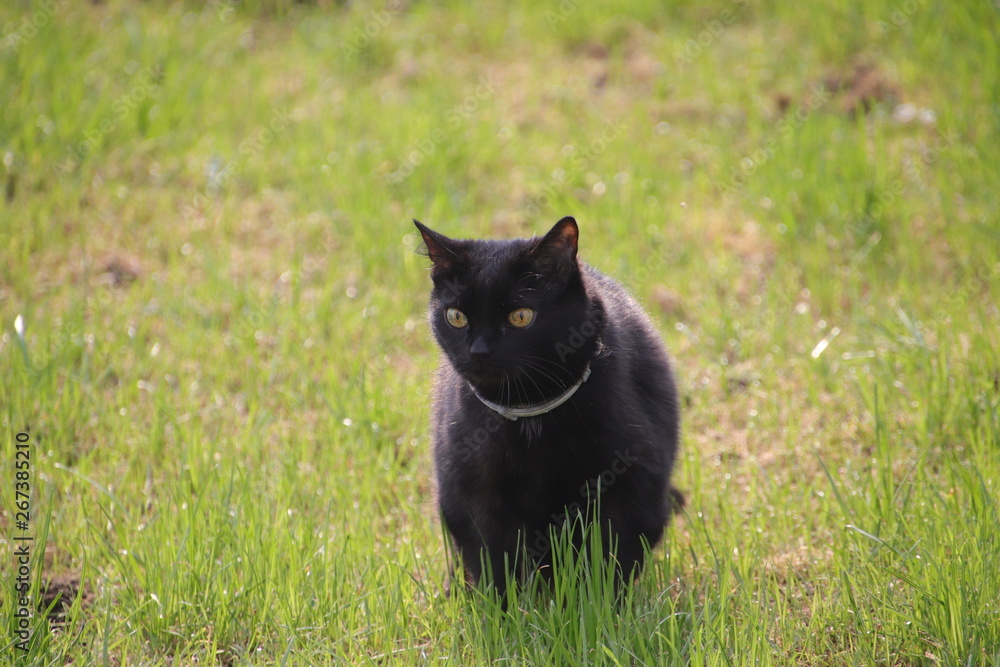 black cat in grass