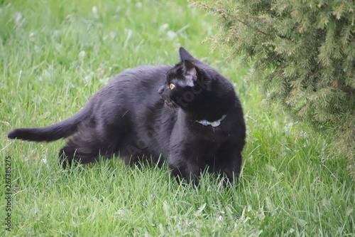 black cat on green grass
