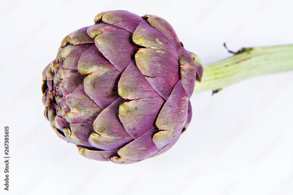 Obraz premium A single artichoke flower on a white background
