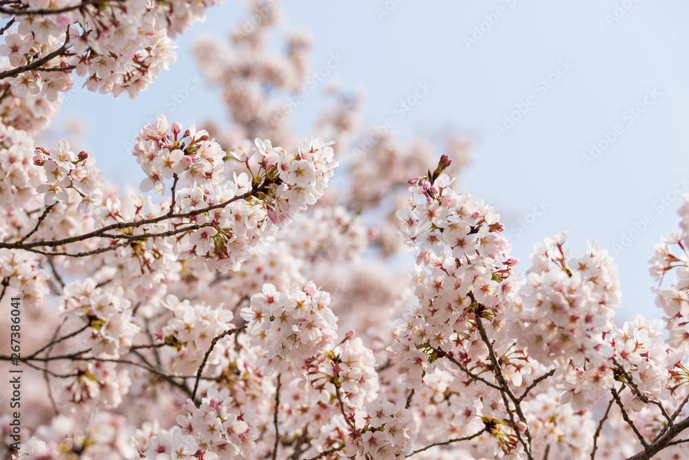 桜 桜
