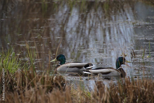 ducks in pond