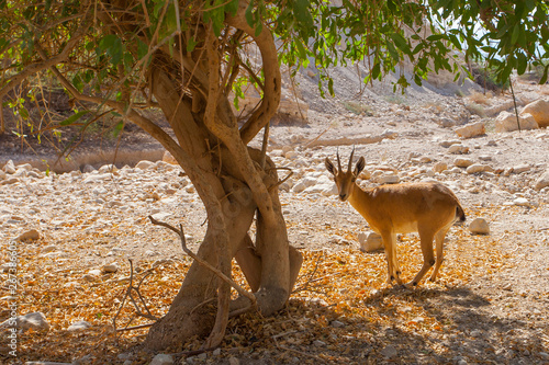 Goat in Ein Gedi national park in Israel photo