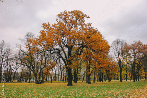 tree in autumn orange