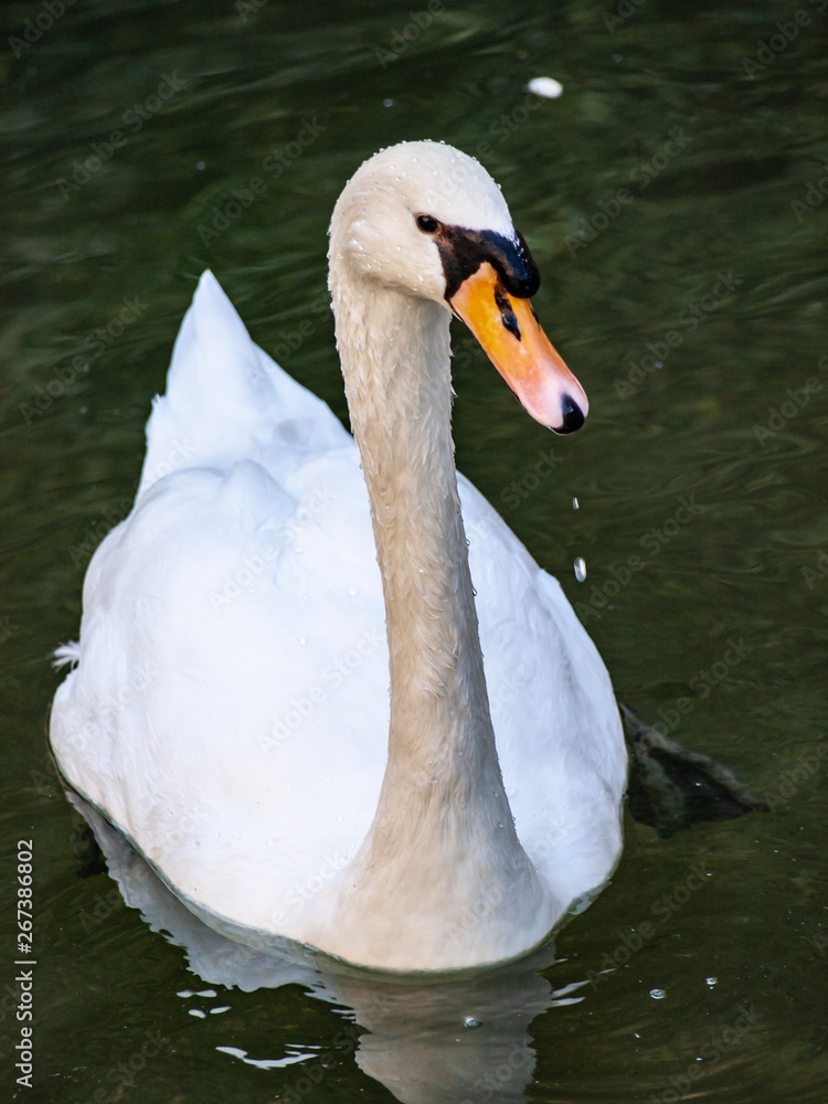 Obraz premium Cisne blanco en estanque