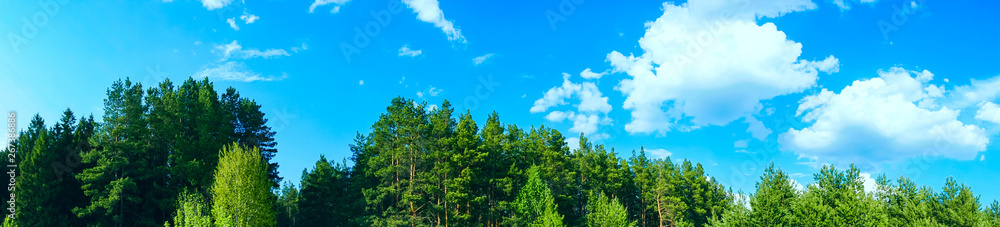 panoramic view forest and blue sky