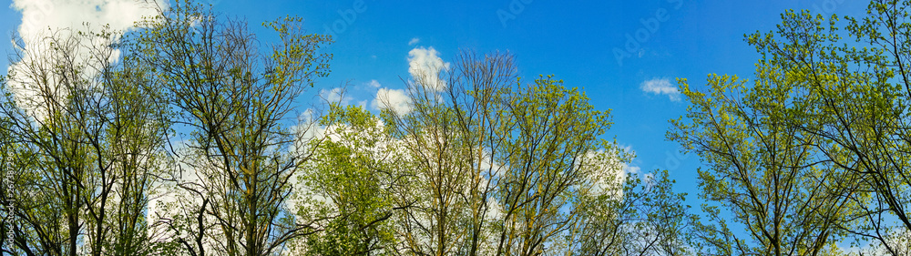 Fototapeta premium panoramic view forest and blue sky