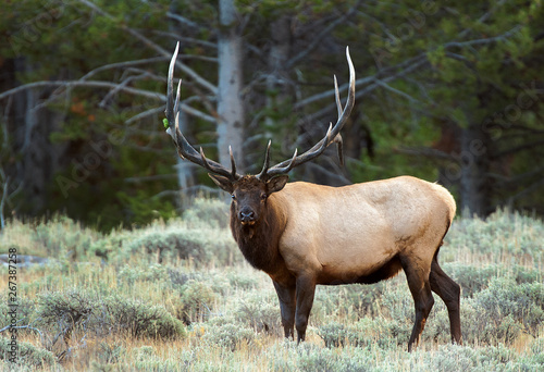 Yellowstone Elk