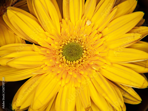 Macro de una Margarita amarilla