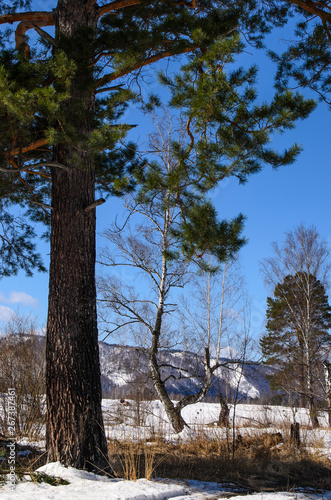 tree in park