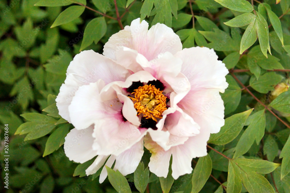 White peony flower close up.