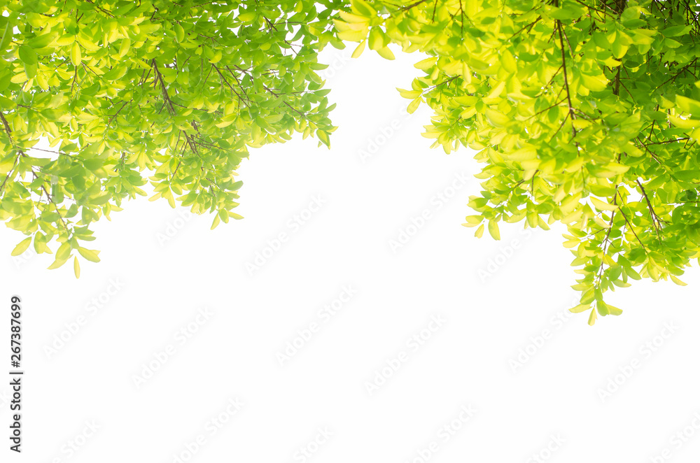 green leaves isolated white background with clipping path. nature frame for decoration design. green leaves isolated white background with clipping path. nature frame for decoration design.