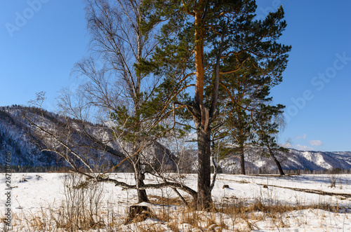 tree in snow